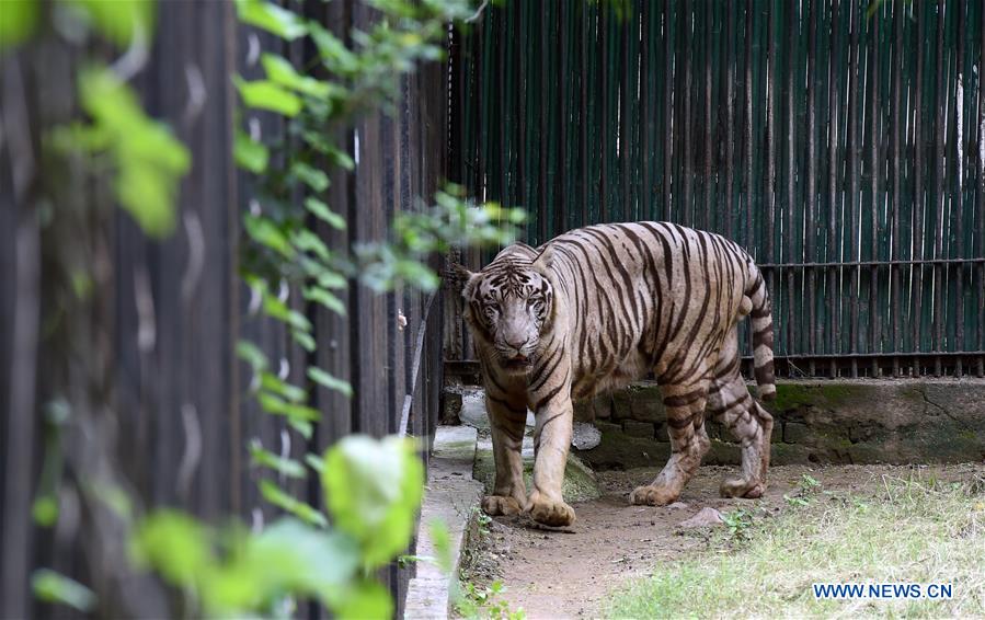 INDIA-TIGER POPULATION-RISING 