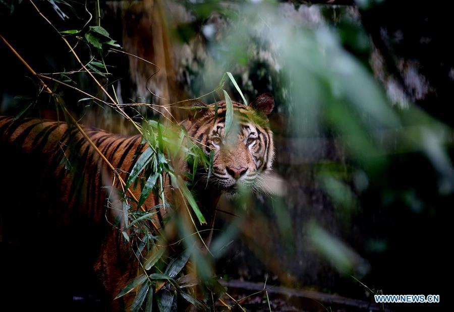 MYANMAR-YANGON-TIGER SURVEY