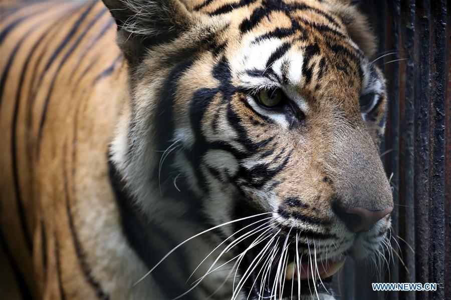 MYANMAR-YANGON-TIGER SURVEY