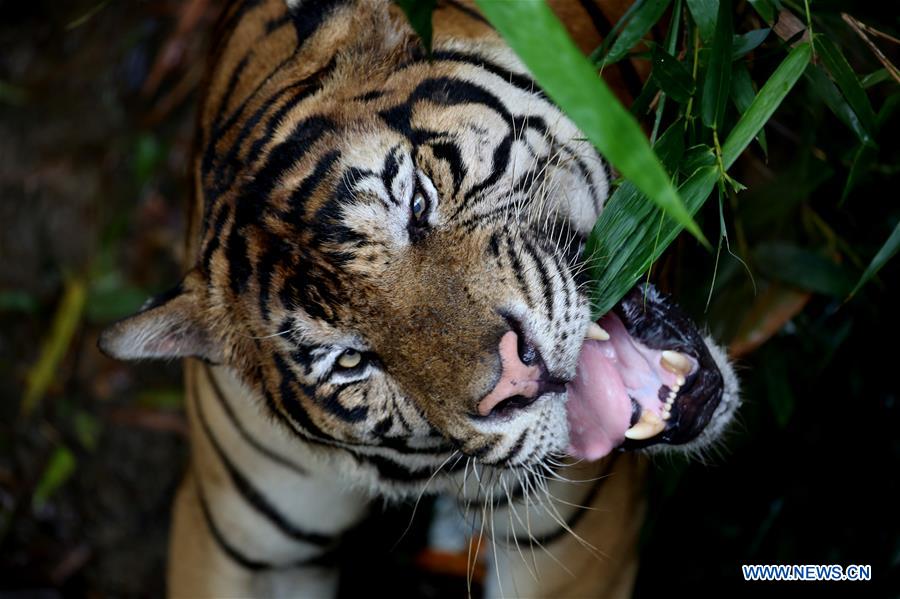 MYANMAR-YANGON-TIGER SURVEY