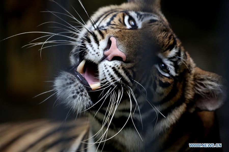 MYANMAR-YANGON-TIGER SURVEY