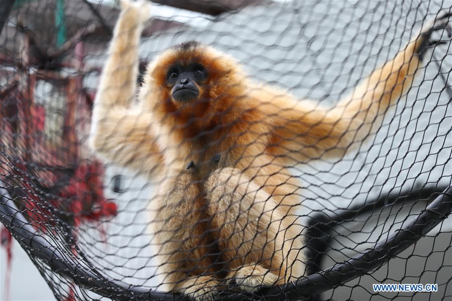 BELGIUM-BRUGELETTE-PAIRI DAIZA-SUMMER-ANIMALS