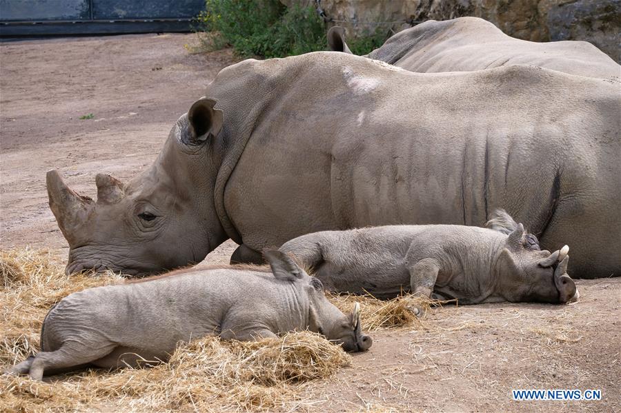 BELGIUM-BRUGELETTE-PAIRI DAIZA-SUMMER-ANIMALS