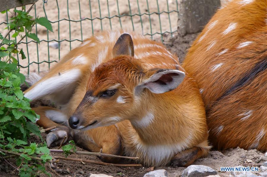 BELGIUM-BRUGELETTE-PAIRI DAIZA-SUMMER-ANIMALS