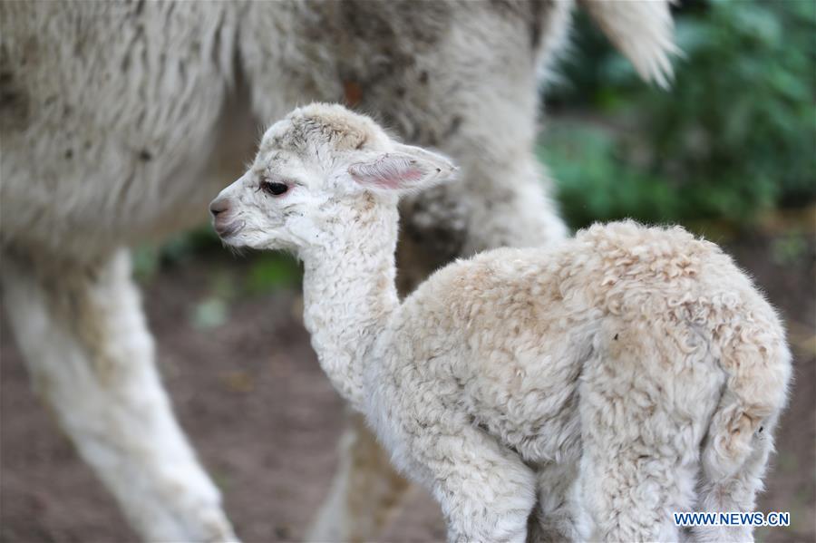 BELGIUM-BRUGELETTE-PAIRI DAIZA-SUMMER-ANIMALS