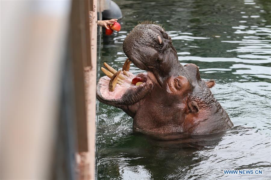 BELGIUM-BRUGELETTE-PAIRI DAIZA-SUMMER-ANIMALS