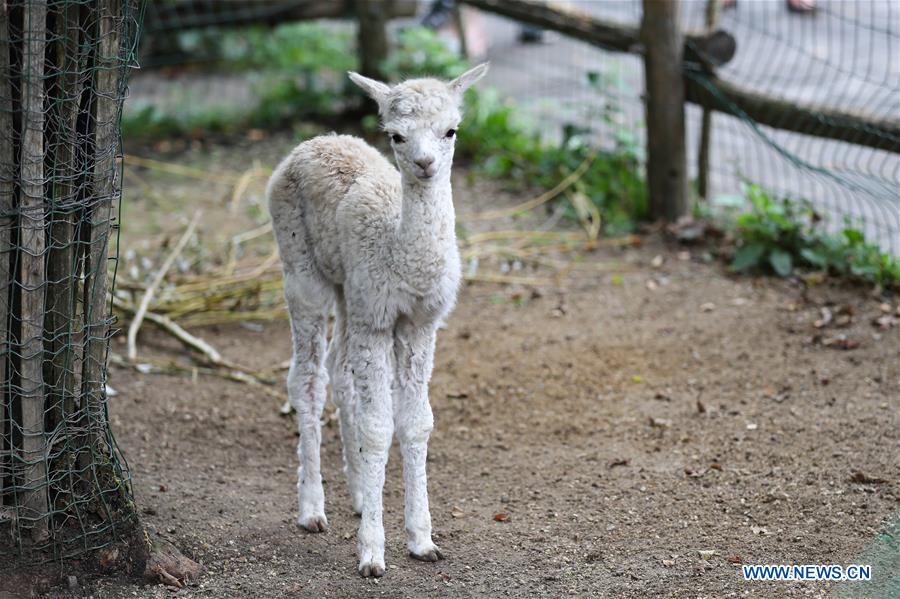 BELGIUM-BRUGELETTE-PAIRI DAIZA-SUMMER-ANIMALS