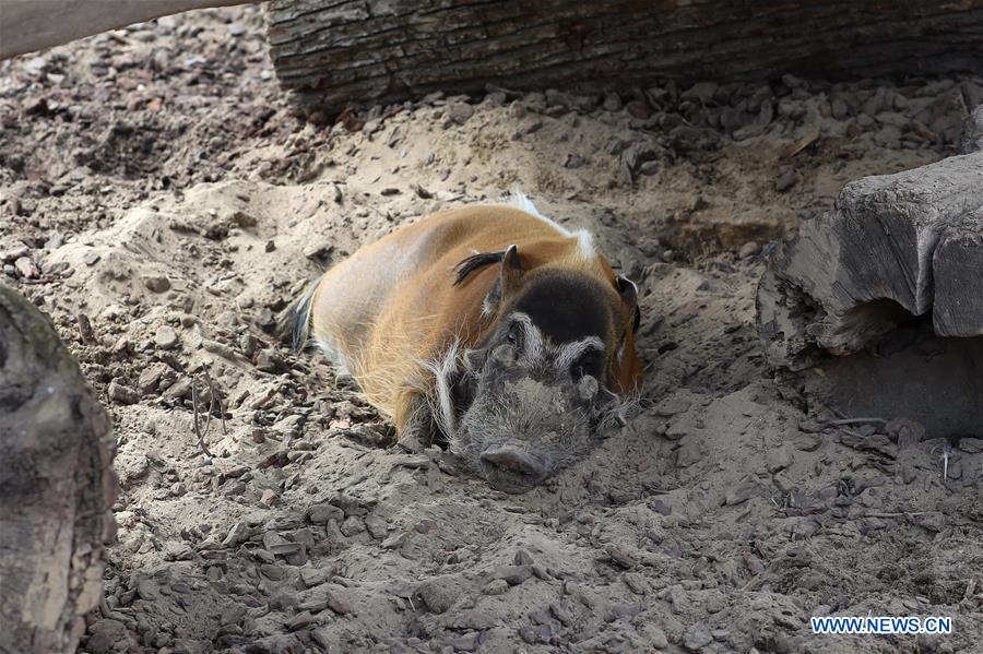 BELGIUM-BRUGELETTE-PAIRI DAIZA-SUMMER-ANIMALS