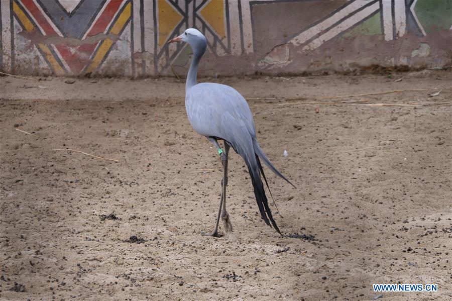 BELGIUM-BRUGELETTE-PAIRI DAIZA-SUMMER-ANIMALS