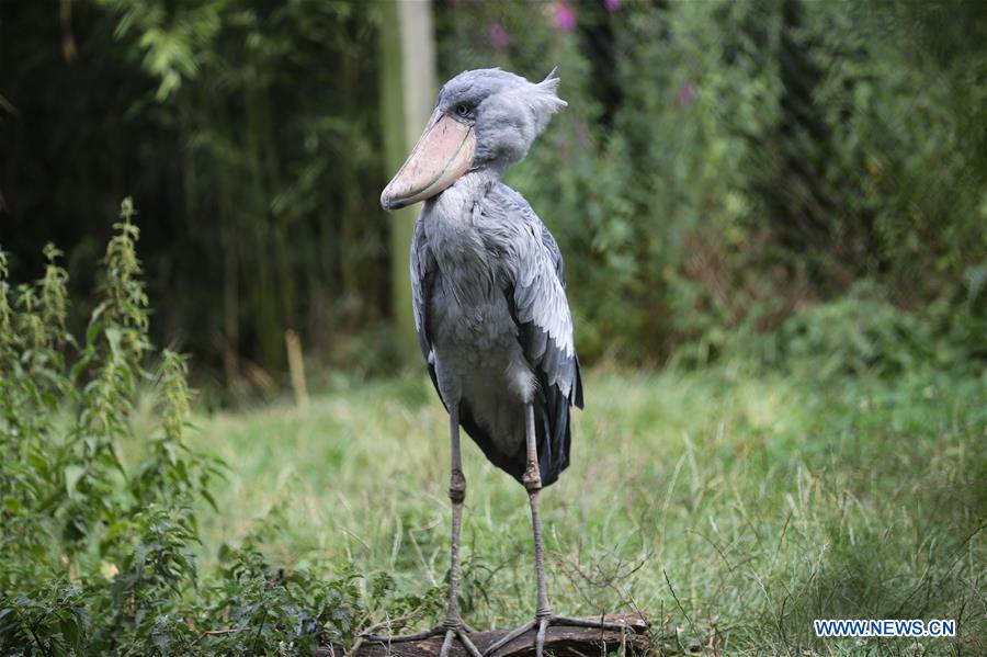 BELGIUM-BRUGELETTE-PAIRI DAIZA-SUMMER-ANIMALS