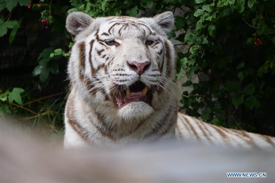 BELGIUM-BRUGELETTE-PAIRI DAIZA-SUMMER-ANIMALS