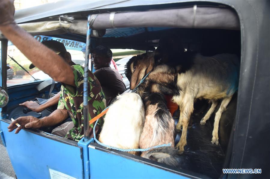 INDONESIA-JAKARTA-LIVESTOCK-TRANSPORT-EID AL-ADHA