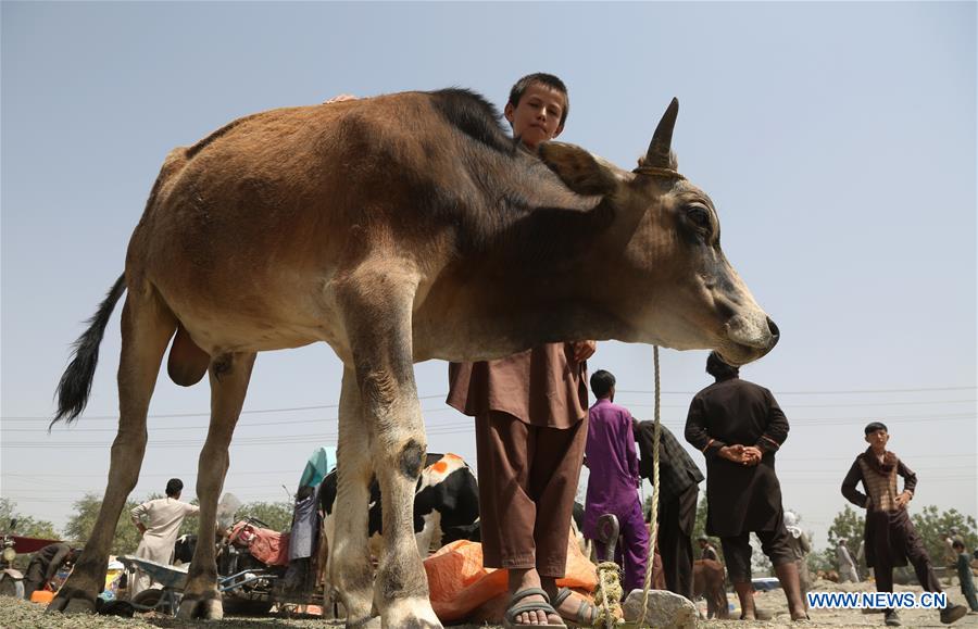 AFGHANISTAN-KABUL-EID AL-ADHA-PREPARATION