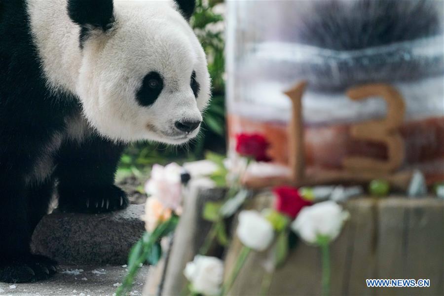 CHINA-HEILONGJIANG-GIANT PANDA-BIRTHDAY (CN)