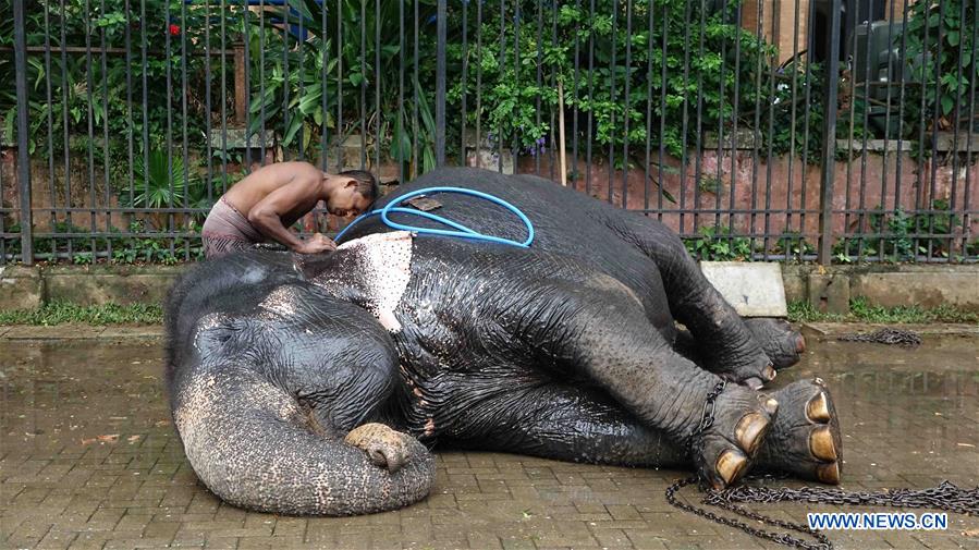 SRI LANKA-KANDY-ELEPHANTS-BATH