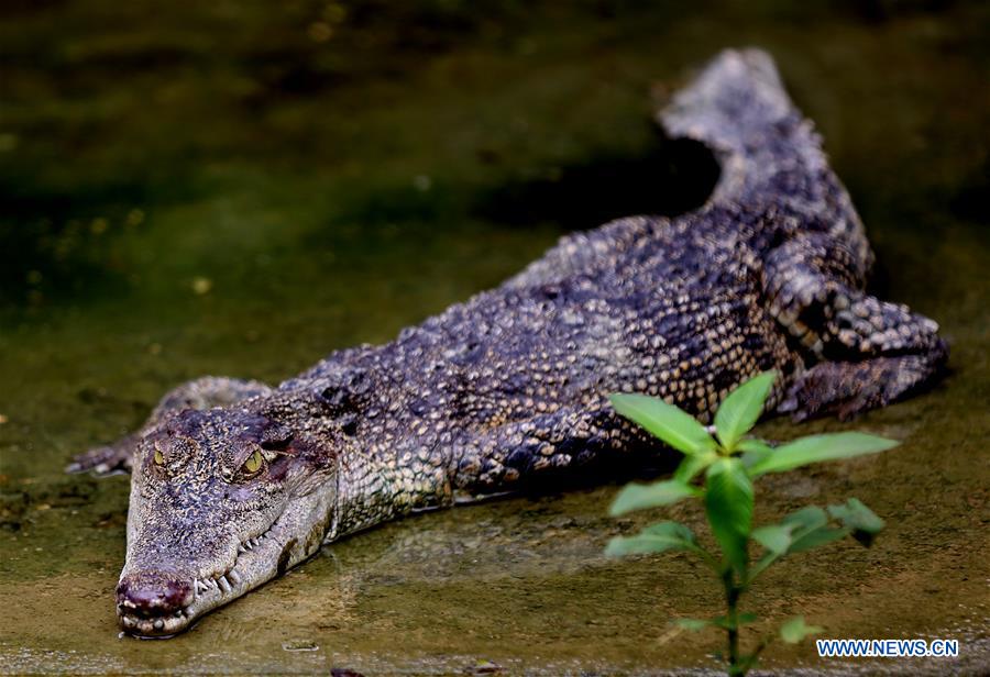 MYANMAR-YANGON-CROCODILE FARM