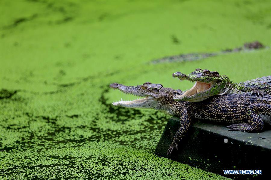 MYANMAR-YANGON-CROCODILE FARM