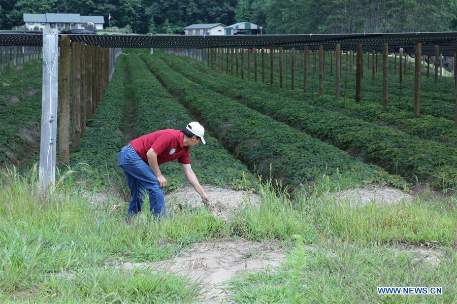 U.S.-WISCONSIN-GINSENG FAMER