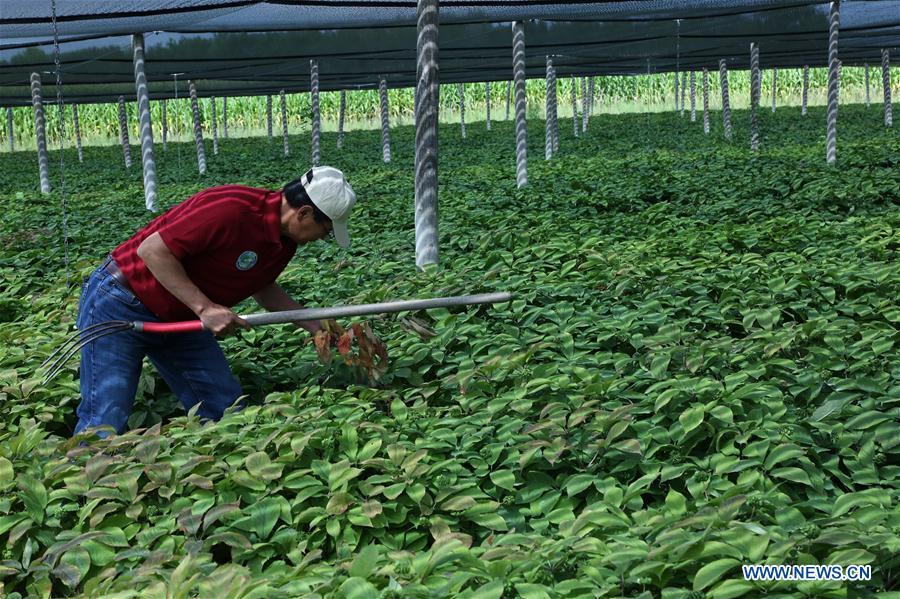 U.S.-WISCONSIN-GINSENG FAMER