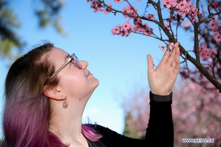 AUSTRALIA-SYDNEY-CHERRY BLOSSOM FESTIVAL