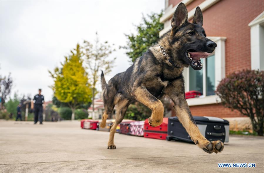 (SCI-TECH)CHINA-YUNNAN-FIRST CLONED POLICE DOG-ASSESSMENT (CN)