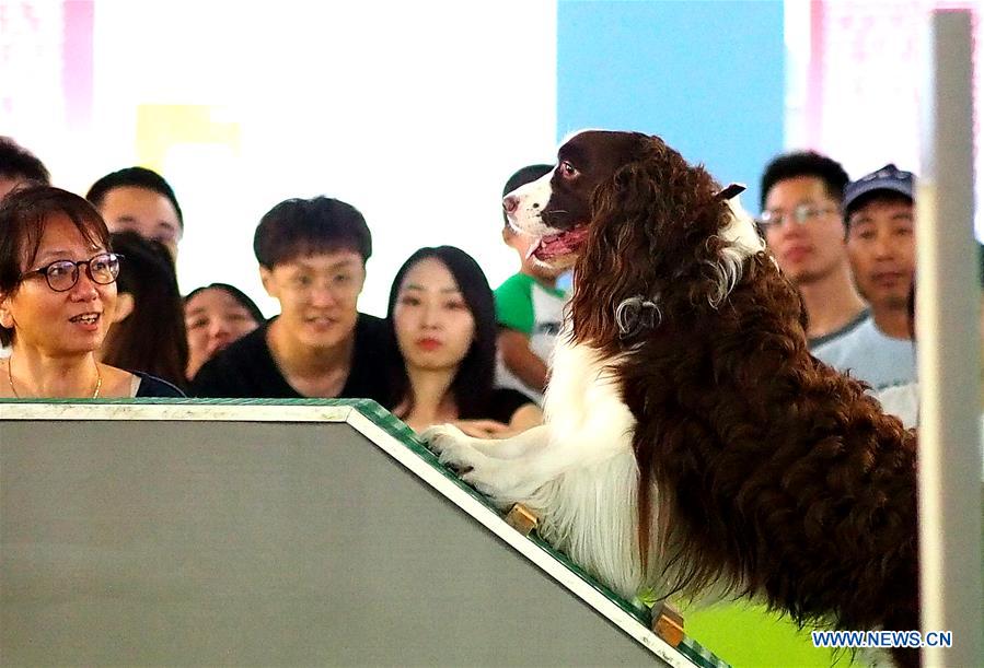 Highlights of 22nd Pet Fair Asia in Shanghai Xinhua English.news.cn