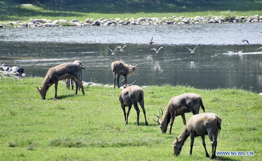 CHINA-BEIJING-MILU DEER-PROTECTION (CN)