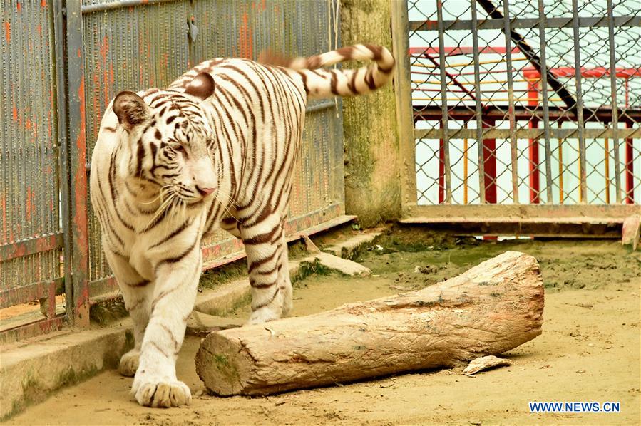 BANGLADESH-CHITTAGONG-ZOO-WHITE ALBINO BENGAL TIGER