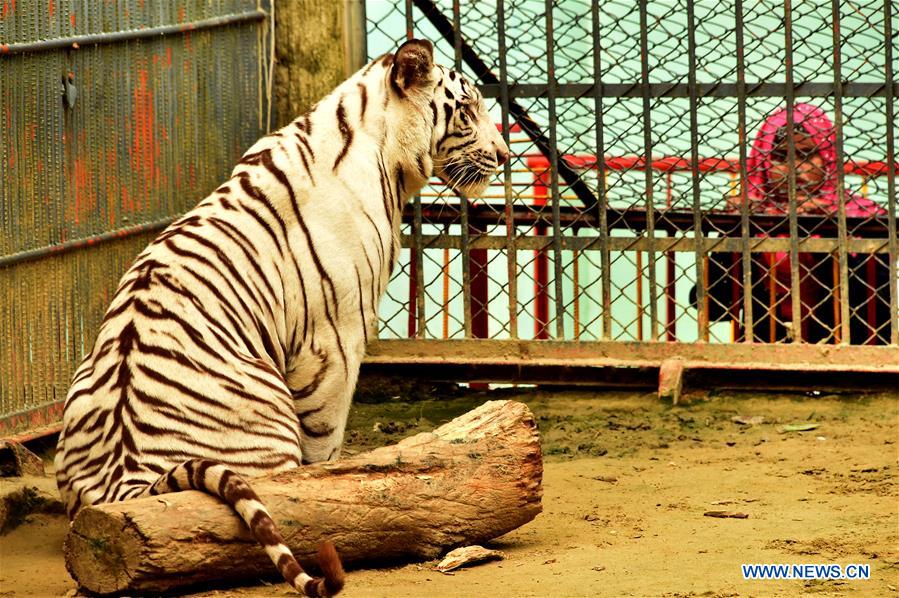 BANGLADESH-CHITTAGONG-ZOO-WHITE ALBINO BENGAL TIGER