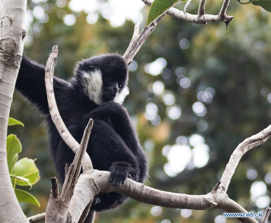 AUSTRALIA-ADELAIDE-ZOO