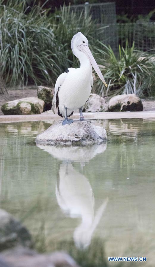 AUSTRALIA-ADELAIDE-ZOO