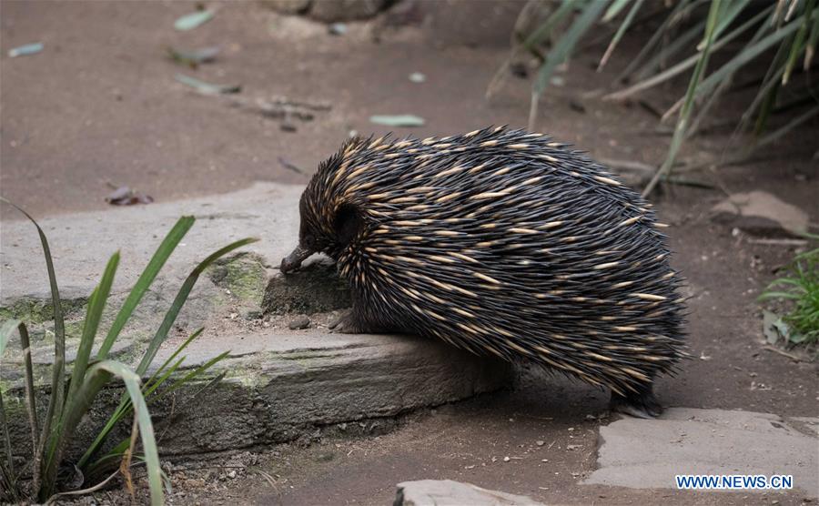 AUSTRALIA-ADELAIDE-ZOO