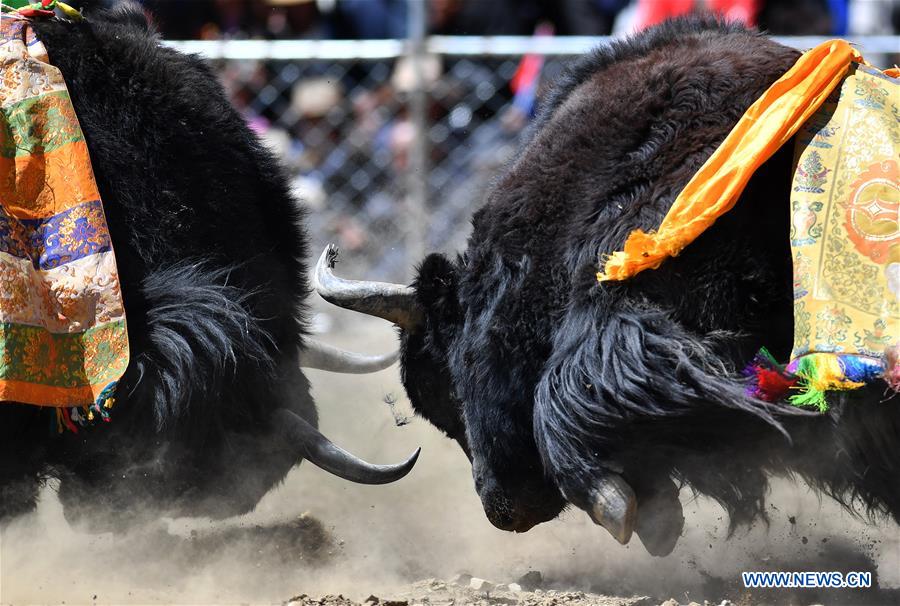 (InTibet)CHINA-TIBET-XIGAZE-BULLFIGHT(CN)