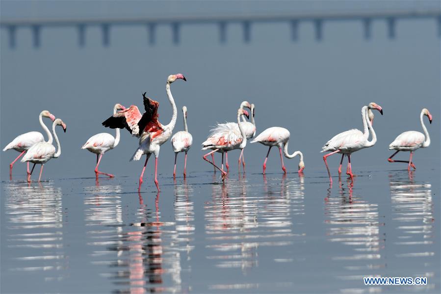 KUWAIT-KUWAIT CITY-FLAMINGOES