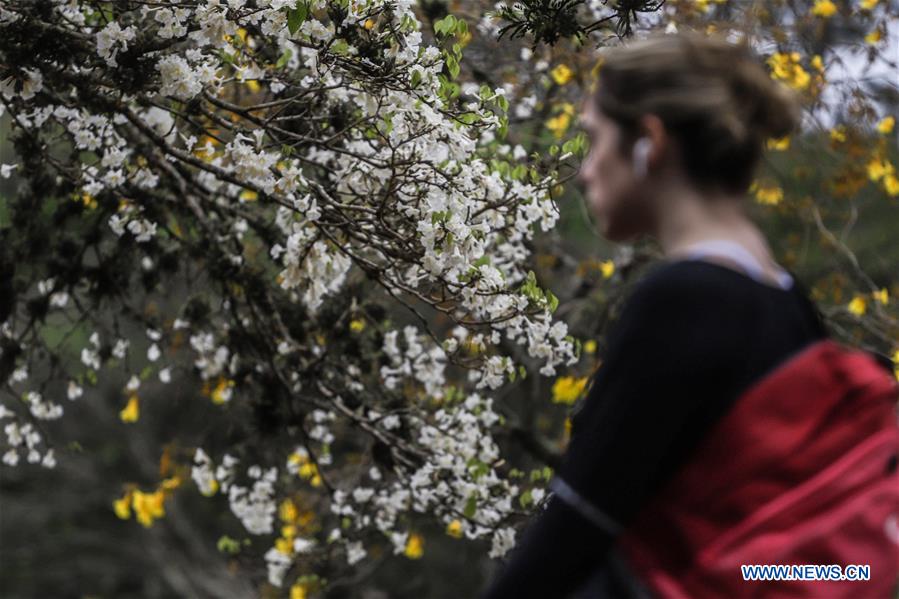 BRAZIL-SAO PAULO-SPRING-BLOSSOM