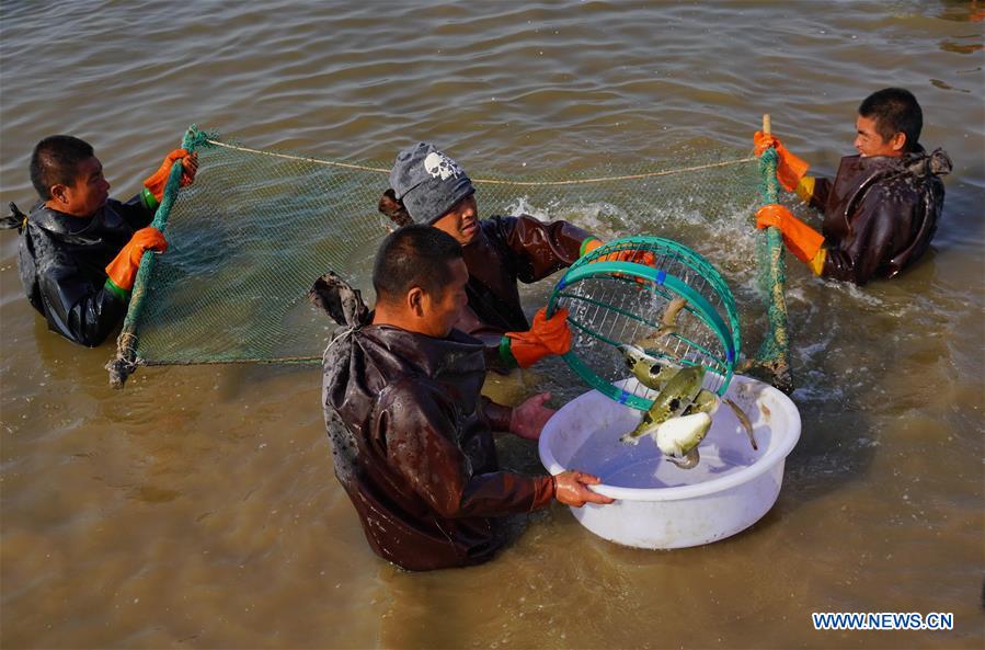 CHINA-HEBEI-TANGSHAN-PUFFER FISH-BREEDING (CN)