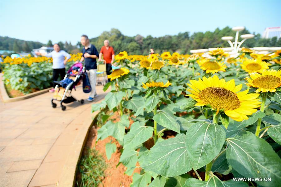 CHINA-HUNAN-CHANGSHA-SUNFLOWER (CN)