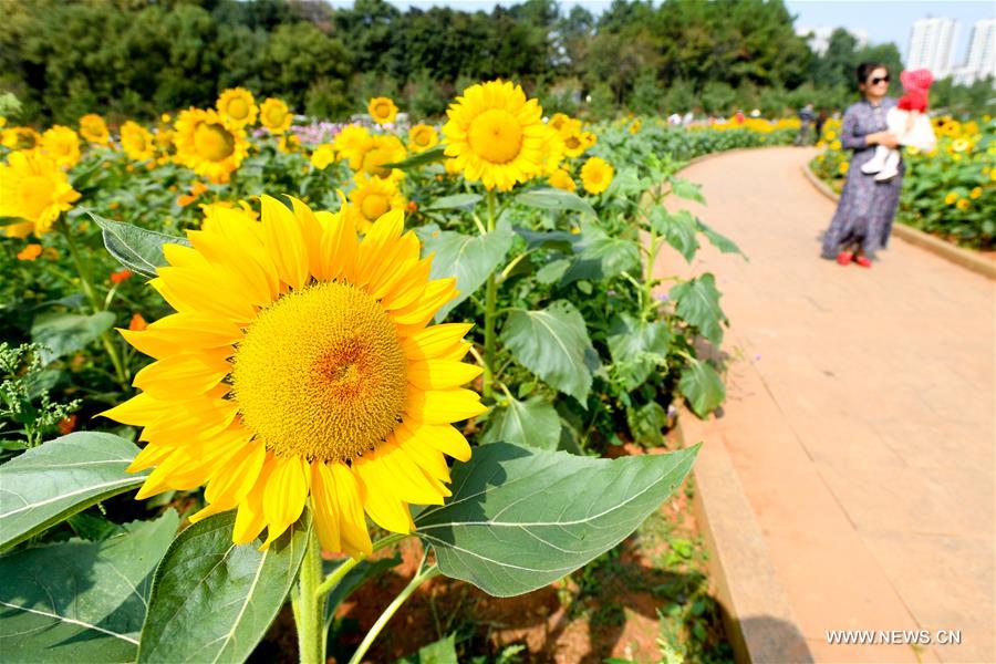 CHINA-HUNAN-CHANGSHA-SUNFLOWER (CN)