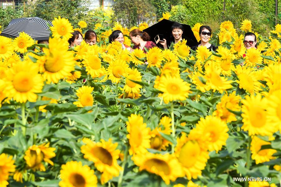 CHINA-HUNAN-CHANGSHA-SUNFLOWER (CN)