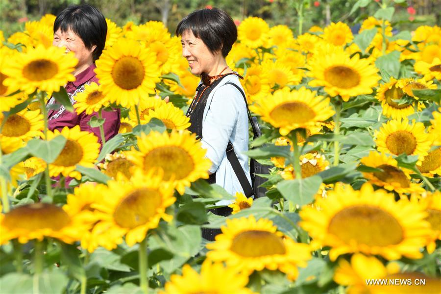 CHINA-HUNAN-CHANGSHA-SUNFLOWER (CN)