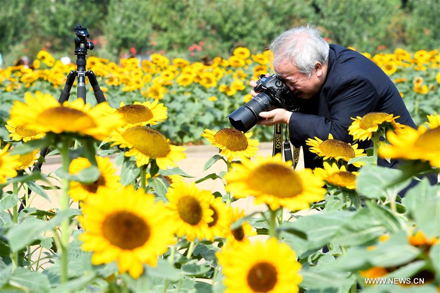 CHINA-HUNAN-CHANGSHA-SUNFLOWER (CN)