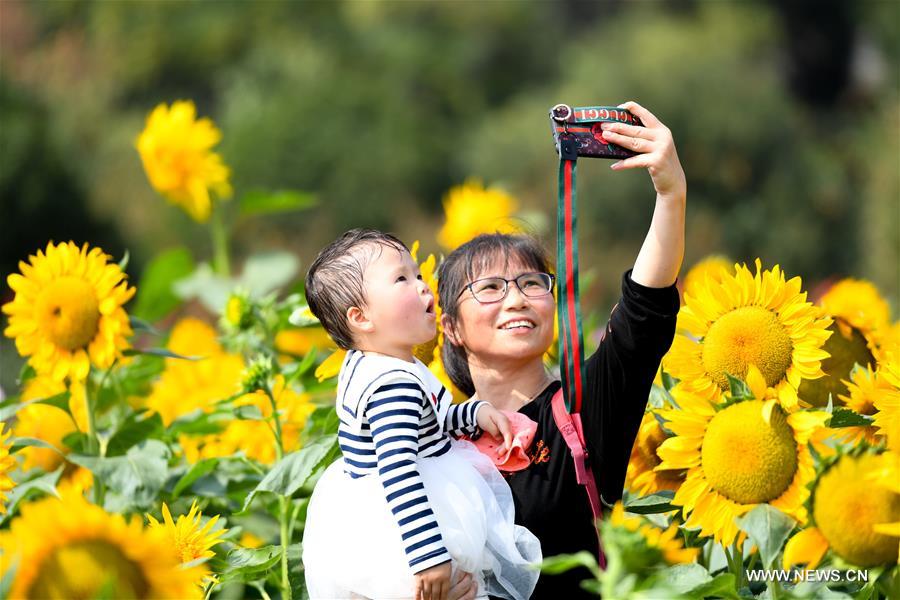 CHINA-HUNAN-CHANGSHA-SUNFLOWER (CN)