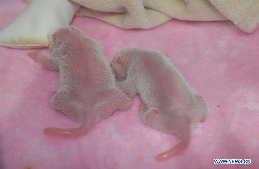 CHINA-SICHUAN-CHENGDU-GIANT PANDA TWINS-BIRTH (CN)