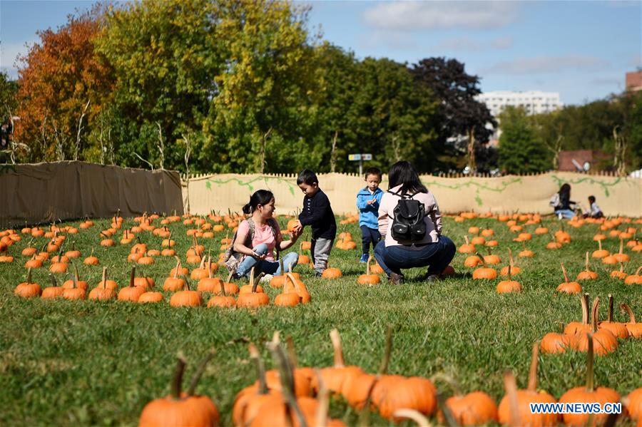 U.S.-NEW YORK-HARVEST FESTIVAL-PUMPKIN PATCH