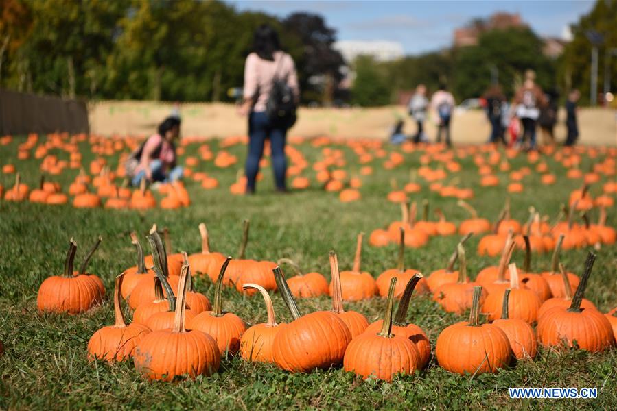 U.S.-NEW YORK-HARVEST FESTIVAL-PUMPKIN PATCH