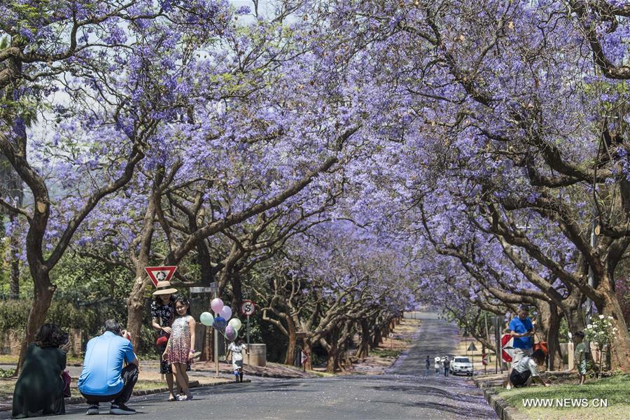 SOUTH AFRICA-PRETORIA-JACARANDA-BLOSSOMS