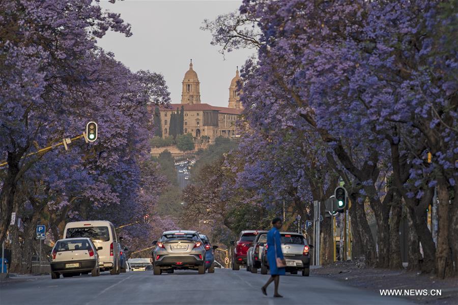 SOUTH AFRICA-PRETORIA-JACARANDA-BLOSSOMS