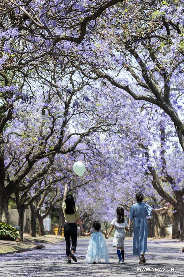 SOUTH AFRICA-PRETORIA-JACARANDA-BLOSSOMS