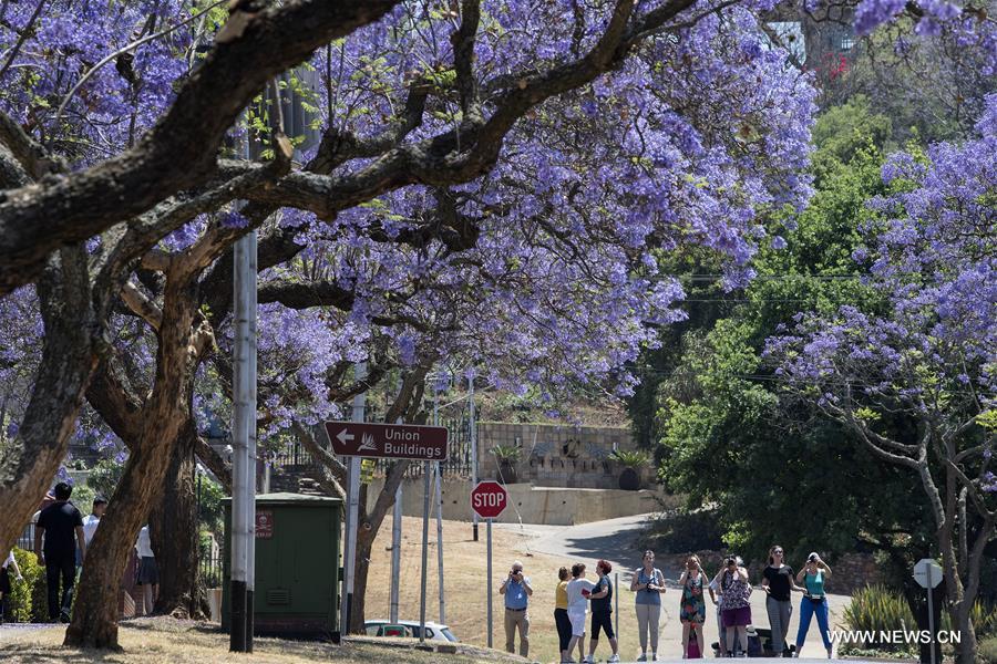 SOUTH AFRICA-PRETORIA-JACARANDA-BLOSSOMS