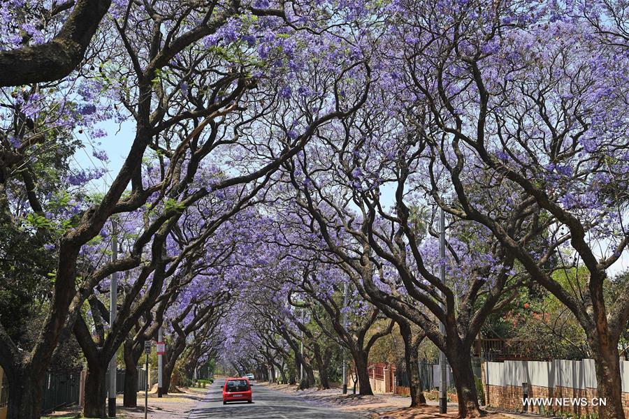 SOUTH AFRICA-PRETORIA-JACARANDA-BLOSSOMS